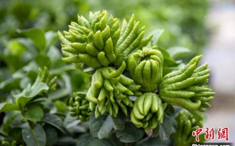 专业股票配资平台 浙江金东“源头”提升佛手品质 农户实现亩产超4万元