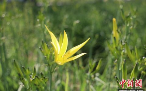 兴华配资 江山如画丨山西大同“双管齐下”拓宽黄花“销路”带动农民增收