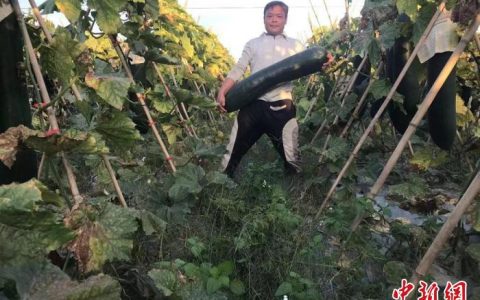 证券配资 广西武鸣：黑皮冬瓜丰收上市 成村民“增收密码”