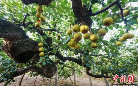 在线配资网 山东莱阳：百年莱阳梨焕发新生机