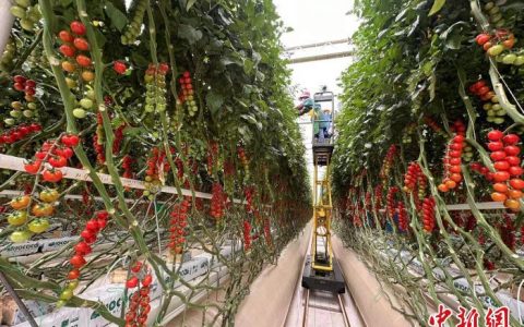 证券鑫东财配资 甘肃与乌拉圭“经贸团”互荐优势拓农业合作