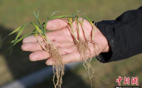 股票配资炒股 新疆阿拉尔：盐碱地变良田 冬小麦长势好