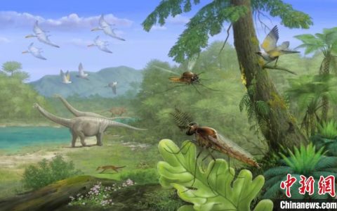 在线配资平台 科学家发现已知最古老的蚊子 距今约1.3亿年