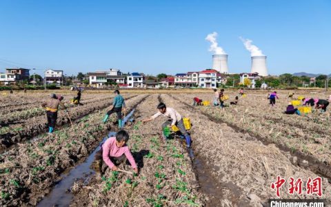 太原股票配资 湖南东安“稻油”轮作助农增收 “冬闲田”变“增收田”