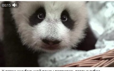 太原股票配资 旅俄大熊猫“丁丁”幼崽出生满3个月 已长出两颗牙齿(图)