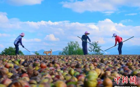 股票配资网173 （乡村行·看振兴）茶油香飘振兴路 江西赣县“小油花”结出“金果果”