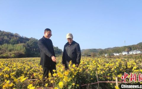 配资服务 （乡村行·看振兴）江西德安：新乡贤致富不忘桑梓 渊明皇菊种出致富路