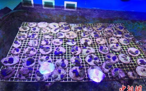 股票配资专业平台 广东海洋生物产业逐梦深蓝 释放发展新动能