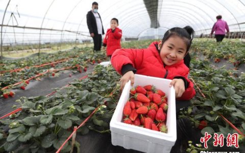 股票配资杭州雷曼期货 （乡村行·看振兴）山东威海：“生态观光”铺就乡村致富新路
