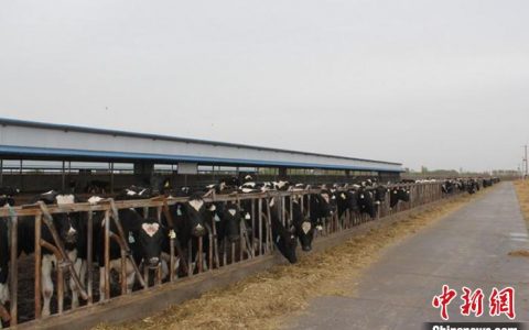 股票配资杭州雷曼期货 （乡村行·看振兴）中国西部乡村：8000头奶牛让农民变股民