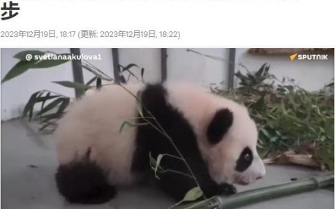 在线配资平台 可可爱爱！莫斯科动物园大熊猫幼崽成功迈出第一步