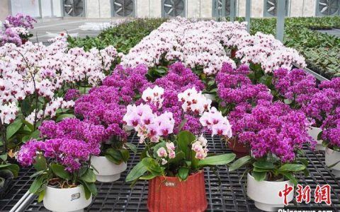 配资平台哪个好 “羲皇故里”新鲜事：村民变身花艺能手 “芳香经济”迎旺季