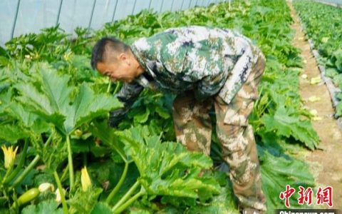 正规股票配资 （乡村行·看振兴）太行山中特色产业促振兴 蔬菜大棚让山村从“苦寒”变“温暖”