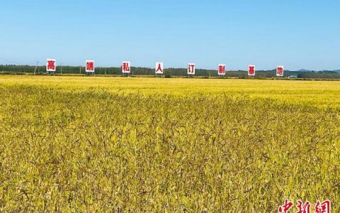 在线股票配资平台 吉林省粮食产量创新高 连续三年超800亿斤