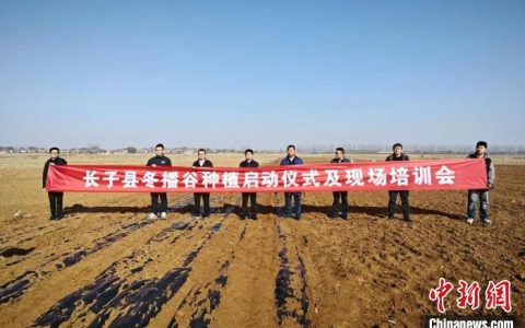 在线配资平台 （乡村行·看振兴）从春播谷到冬播谷 山西长子冬谷种植拓宽增收渠道