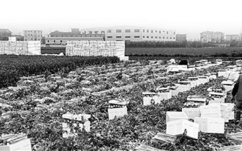 在线配资 各种蔬菜扎堆一起熟 今年菜价跌得有点多