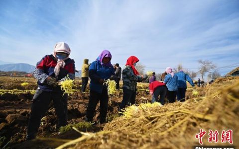 线上股票配资平台 兰州“金凰后”韭黄开镰收割：麦草下长出“黄金芽”