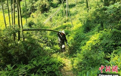 专业股票配资平台 做好“护林用林”文章 江西南昌加快推进“林下经济”发展