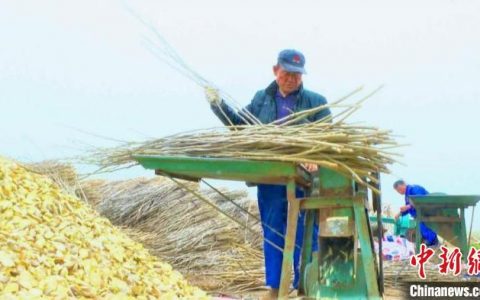 配资门户网 （乡村行·看振兴）江苏睢宁：小小桑树串起绿色增收产业链