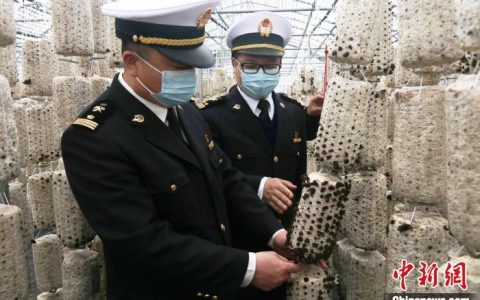 配资开户 陕西：“小木耳”走出国门