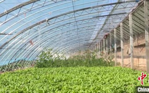 配资知识网 （乡村行·看振兴）山西柳林：旧棚改造换新颜 再变致富“聚宝棚”