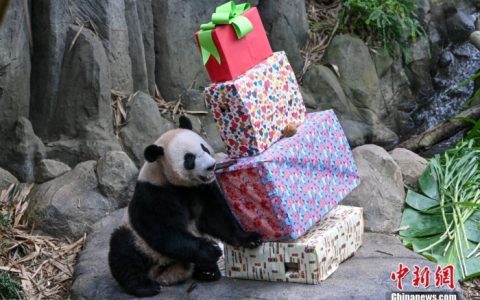 南昌股票配资 大熊猫“叻叻”最后一次在新加坡公开露面 上千人欢送