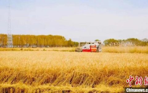 配资门户 2023年黑龙江粮食产量1557.64亿斤 连续14年位居中国第一
