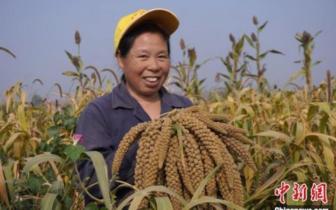 在线配资网 （乡村行·看振兴）标准化种植提质增收 山西上党山村不再“靠天吃饭”
