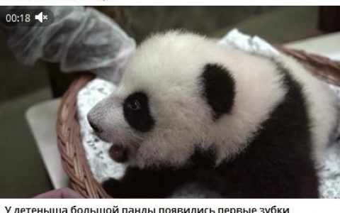 配资开户 超十万莫斯科人参与熊猫取名投票 “喀秋莎”领先