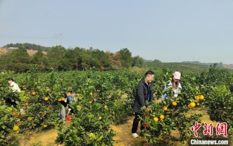 线上股票配资 湖南东安果旅融合拓展全域旅游新业态
