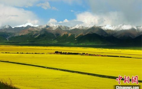 财富牛配资 今年青海粮、油单产示范区亩均增产分别达25.62公斤和10.08公斤
