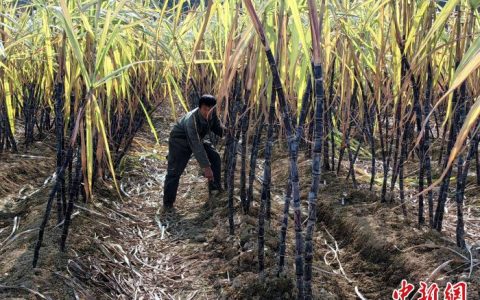 股票配资门户 （乡村行·看振兴）湖北咸宁“十里果乡”助力果农“甜蜜”致富