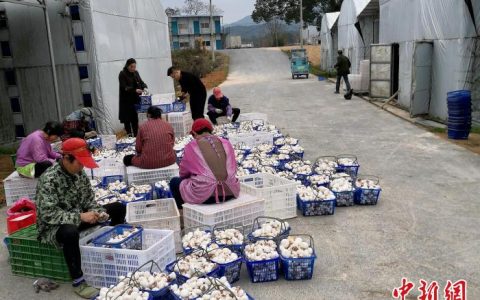 360配资 （乡村行·看振兴）“小秸秆”撬动农业“大循环” 江西乐安全面推进秸秆综合利用