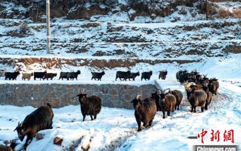 炒股配资公司 （走进中国乡村）冬日太行山下的“致富羊”
