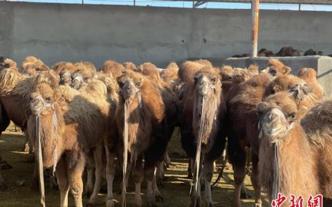 股票配资 青海海西建立新体系激发柴达木盆地农畜产品活力