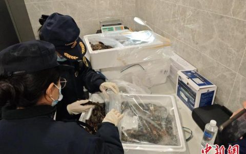 配资机构 成都天府国际机场首批进口食用水生动物入境