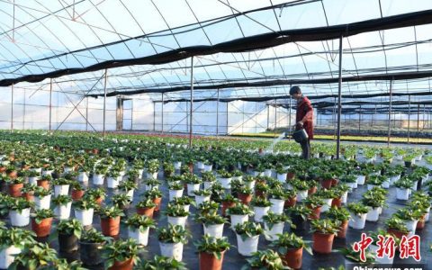 正规配资 福建闽清：“美丽经济”助力乡村振兴 拓宽致富路