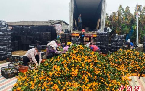 免息配资 广西砂糖橘丰收 优质“桂品”香飘东南亚