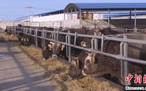 启天配资 （乡村行·看振兴）现代畜牧业激活新疆察布查尔县乡村振兴“新引擎”