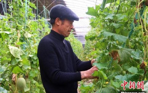 股票配资利息 （乡村行 看振兴）新疆昆玉：唱响现代农业“好声音”