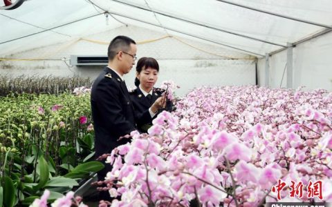 股票配资APP 万株广东本地栽培蝴蝶兰装点越南春节