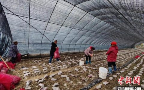 配资门户 （乡村行·看振兴）江西崇仁乡贤“回流” 种下羊肚菌走上致富路